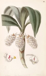 Illustration of Eria spicata (as syn. Eria convallarioides)